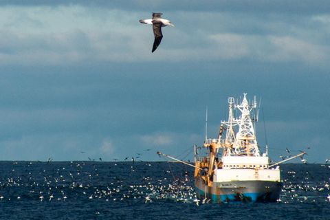 Die Vögel decken ein sehr großes Gebiet ab.