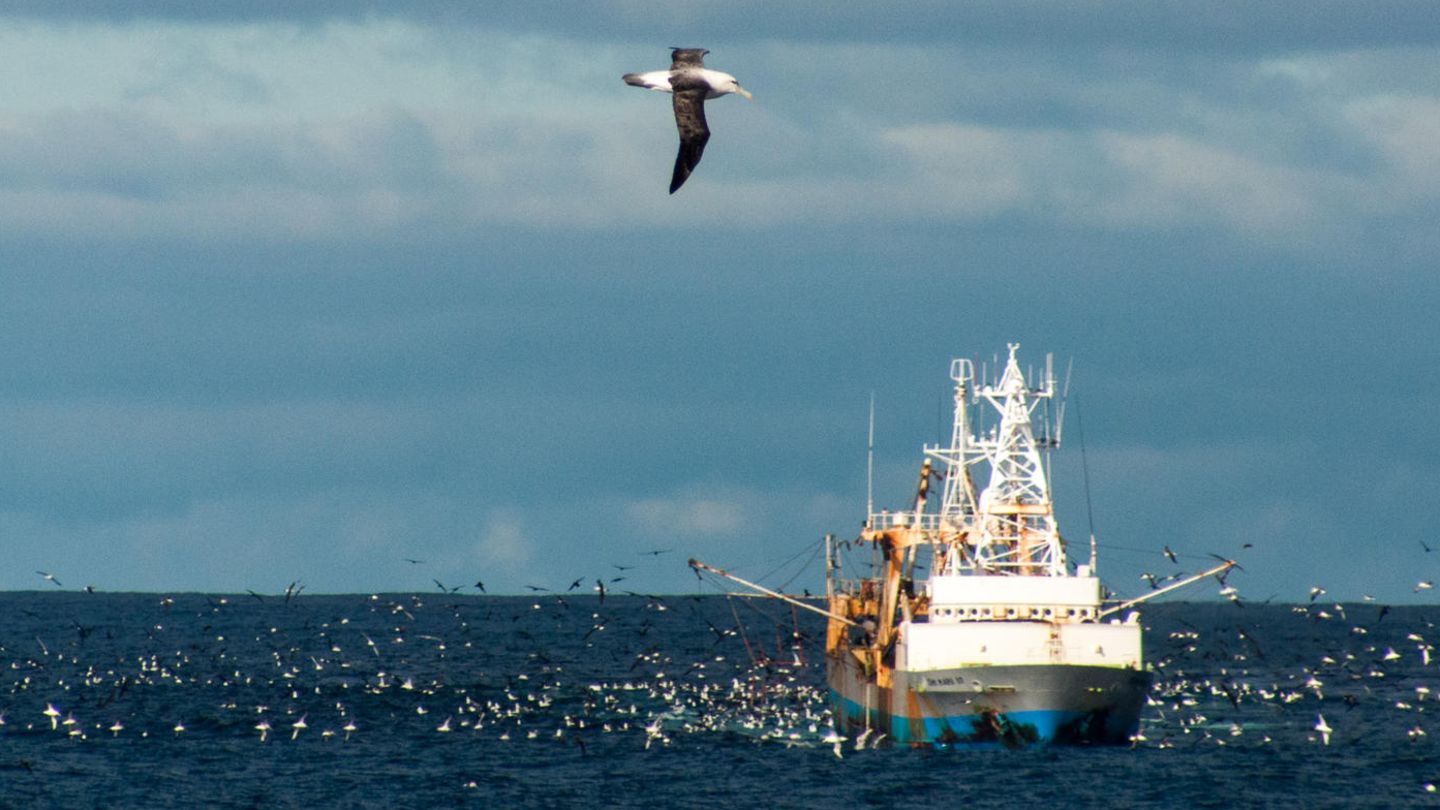 Die Vögel decken ein sehr großes Gebiet ab.