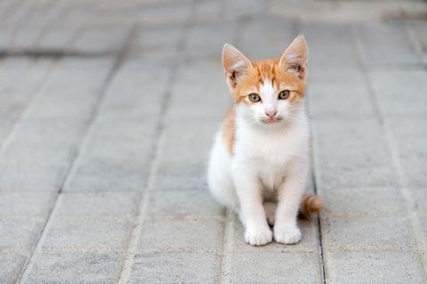 Eine kleine Katze sitzt auf der Straße