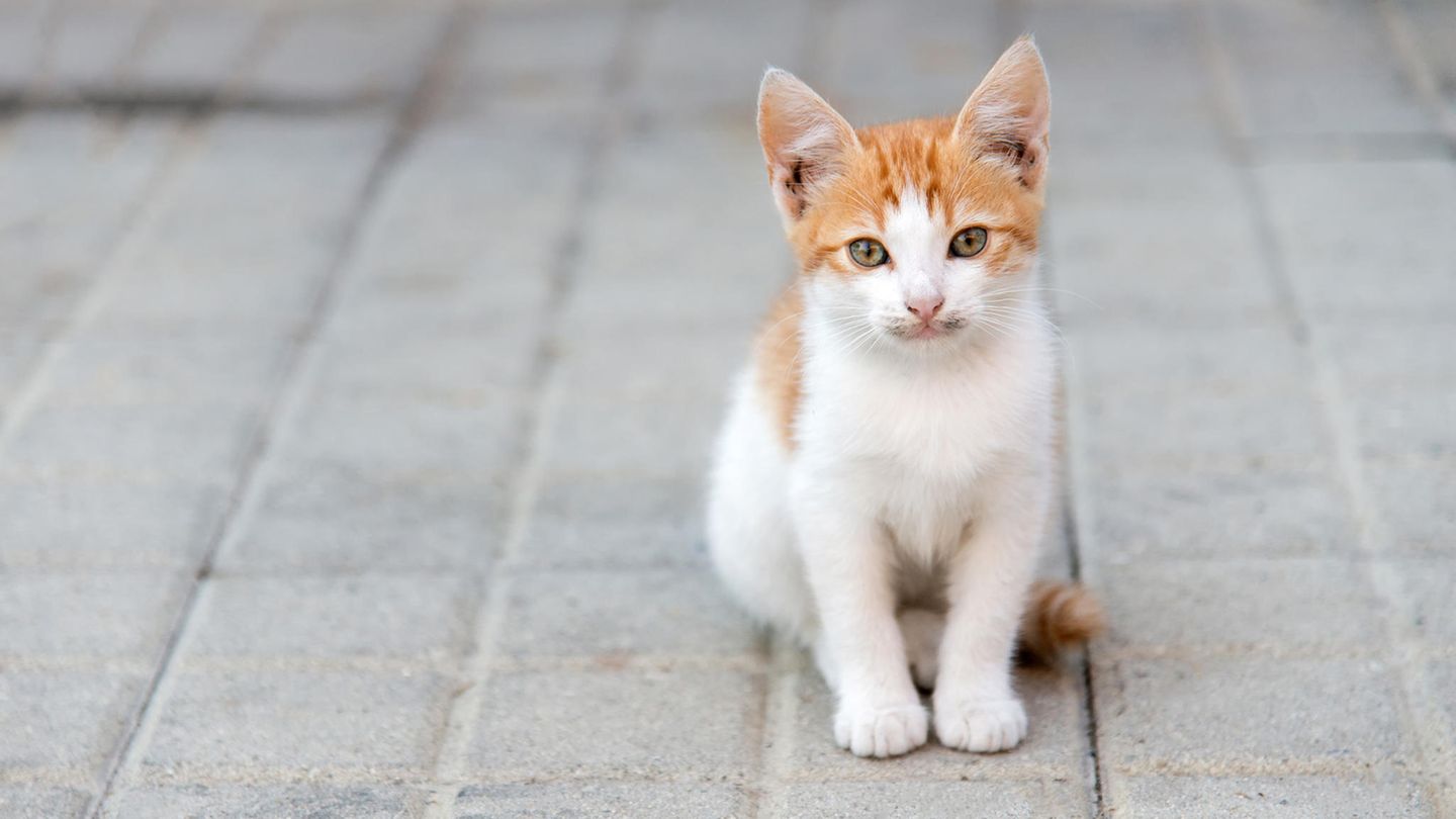 Eine kleine Katze sitzt auf der Straße