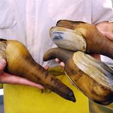 Elefantenrüsselmuschel