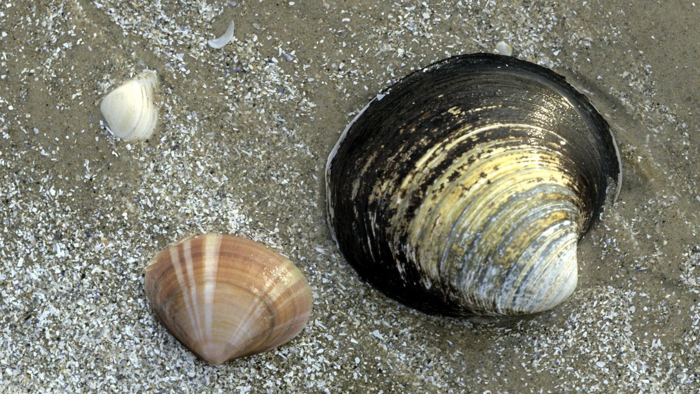 Islandmuschel Islandmuschel