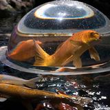 Koi Karpfen in einem Becken