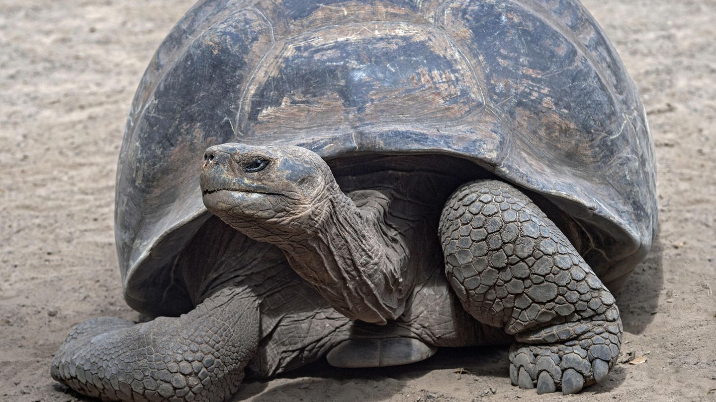 Ewiges Leben: Galapagos-Riesenschildkröte Galapagos-Riesenschildkröten leben, wie der Name es schon sagt, auf den Galapagos-Inseln. Riesenschildkröten sind auf der ganzen Welt, hauptsächlich auf Inselketten, verbreitet. Es gibt verschiedene Theorien darüber, wie sich die Riesenschildkröten entwickelt haben. Eine ist, dass kleinere Exemplare sich mittels Treibgut auf den Inseln verbreitet haben und sich dort zu voller Größe entwickelt haben. Eine weitere besagt, dass Riesenschildkröten möglicherweise die Verkleinerung einer bereits ausgestorbenen, noch größeren Art sein sollen. Unumstritten ist, dass Galapagos-Riesenschildkröten ein hohes Alter erreichen können. Im Australia Zoo ist 2006 die Schildkröte Harriet im Alter von ungefähr 175 Jahren gestorben. Galapagos-Riesenschildkröte Galapagos-Riesenschildkröten leben, wie der Name es schon sagt, auf den Galapagos-Inseln. Riesenschildkröten sind auf der ganzen Welt, hauptsächlich auf Inselketten, verbreitet. Es gibt verschiedene Theorien darüber, wie sich die Riesenschildkröten entwickelt haben. Eine ist, dass kleinere Exemplare sich mittels Treibgut auf den Inseln verbreitet haben und sich dort zu voller Größe entwickelt haben. Eine weitere besagt, dass Riesenschildkröten möglicherweise die Verkleinerung einer bereits ausgestorbenen, noch größeren Art sein sollen. Unumstritten ist, dass Galapagos-Riesenschildkröten ein hohes Alter erreichen können. Im Australia Zoo ist 2006 die Schildkröte Harriet im Alter von ungefähr 175 Jahren gestorben.