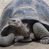 Galapagos-Riesenschildkröte   Galapagos-Riesenschildkröten leben, wie der Name es schon sagt, auf den Galapagos-Inseln. Riesenschildkröten sind auf der ganzen Welt, hauptsächlich auf Inselketten, verbreitet. Es gibt verschiedene Theorien darüber, wie sich die Riesenschildkröten entwickelt haben. Eine ist, dass kleinere Exemplare sich mittels Treibgut auf den Inseln verbreitet haben und sich dort zu voller Größe entwickelt haben. Eine weitere besagt, dass Riesenschildkröten möglicherweise die Verkleinerung einer bereits ausgestorbenen, noch größeren Art sein sollen. Unumstritten ist, dass Galapagos-Riesenschildkröten ein hohes Alter erreichen können. Im Australia Zoo ist 2006 die Schildkröte Harriet im Alter von ungefähr 175 Jahren gestorben.