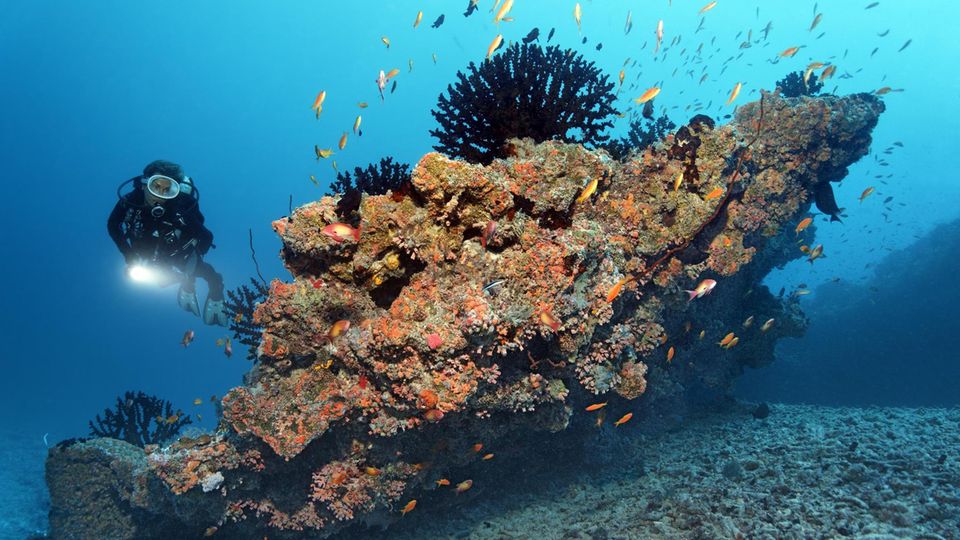 Ewiges Leben: Schwarze Koralle Ein richtiger Methusalem der Tierwelt ist die Schwarze Koralle. Sie gehört zur Familie der Leiopathes. Forscher datierten das Alter einer lebenden Koralle vor Hawaii auf 4265 Jahre – die höchste Lebenserwartung aller skelettbildenden Meereslebewesen. Damit wäre dieses Exemplar auch noch um einiges älter als die biblische Figur Methusalem mit seinen 969 Jahren. Das Gewebe der Koralle besteht aus proteinreichen, hornartigem Gewebe. Die Schwarze Koralle wächst sehr langsam, was laut Forschungsergebnissen auch der Schlüssel zu ihrem hohen Alter sein soll. Schwarze Koralle Ein richtiger Methusalem der Tierwelt ist die Schwarze Koralle. Sie gehört zur Familie der Leiopathes. Forscher datierten das Alter einer lebenden Koralle vor Hawaii auf 4265 Jahre – die höchste Lebenserwartung aller skelettbildenden Meereslebewesen. Damit wäre dieses Exemplar auch noch um einiges älter als die biblische Figur Methusalem mit seinen 969 Jahren. Das Gewebe der Koralle besteht aus proteinreichen, hornartigem Gewebe. Die Schwarze Koralle wächst sehr langsam, was laut Forschungsergebnissen auch der Schlüssel zu ihrem hohen Alter sein soll.