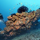 Schwarze Koralle  Ein richtiger Methusalem der Tierwelt ist die Schwarze Koralle. Sie gehört zur Familie der Leiopathes. Forscher datierten das Alter einer lebenden Koralle vor Hawaii auf 4265 Jahre – die höchste Lebenserwartung aller skelettbildenden Meereslebewesen. Damit wäre dieses Exemplar auch noch um einiges älter als die biblische Figur Methusalem mit seinen 969 Jahren. Das Gewebe der Koralle besteht aus proteinreichen, hornartigem Gewebe. Die Schwarze Koralle wächst sehr langsam, was laut Forschungsergebnissen auch der Schlüssel zu ihrem hohen Alter sein soll.