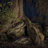 Urwaldgebiet „Höllbachgspreng"