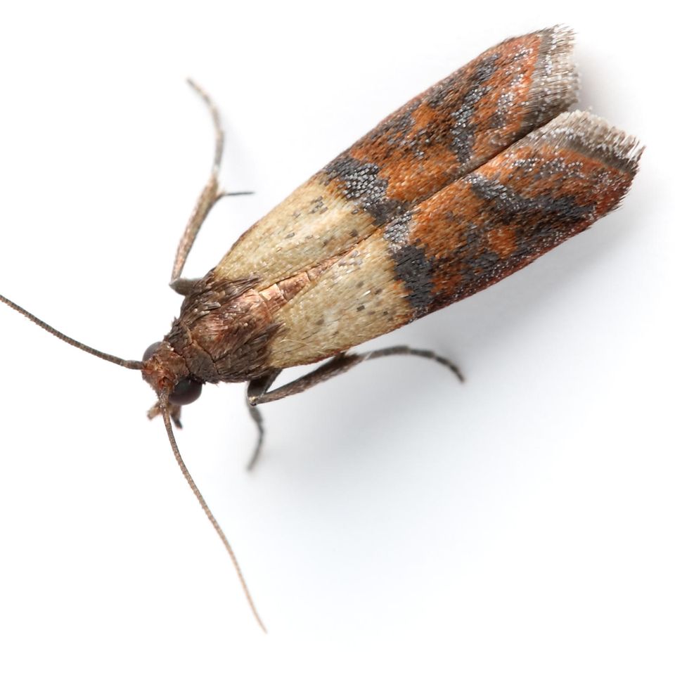 Lebensmittelmotten können sehr lästig sein