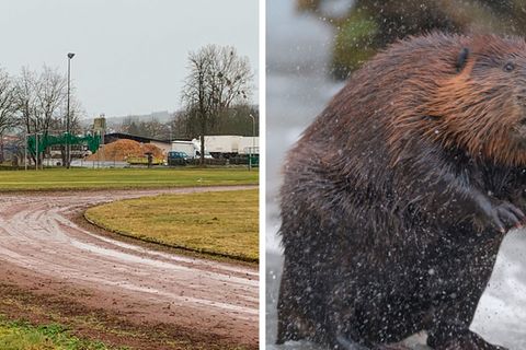 Hessen: Biber fluten Sportplatz – nun droht dem Verein sogar das Aus