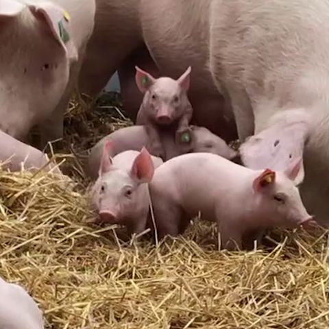 Schweinefleisch: Ferkel auf einem Biohof und im größten Sauenstall des Landes.