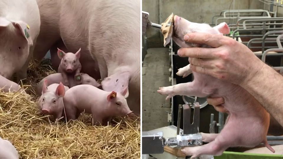 Schweinefleisch: Ferkel auf einem Biohof und im größten Sauenstall des Landes.