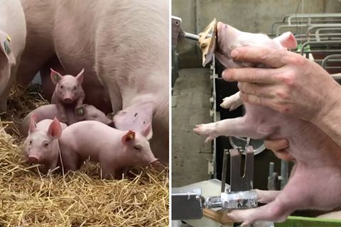 Schweinefleisch: Ferkel auf einem Biohof und im größten Sauenstall des Landes.