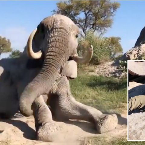 Elefant legt sich voller Vertrauen vor Pfleger – für eine besondere Behandlung