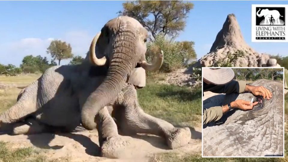 Elefant legt sich voller Vertrauen vor Pfleger – für eine besondere Behandlung