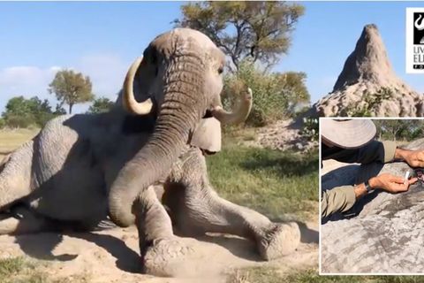 Elefant legt sich voller Vertrauen vor Pfleger – für eine besondere Behandlung