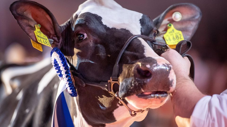 Schönheitswettbewerb für Kühe in Verden