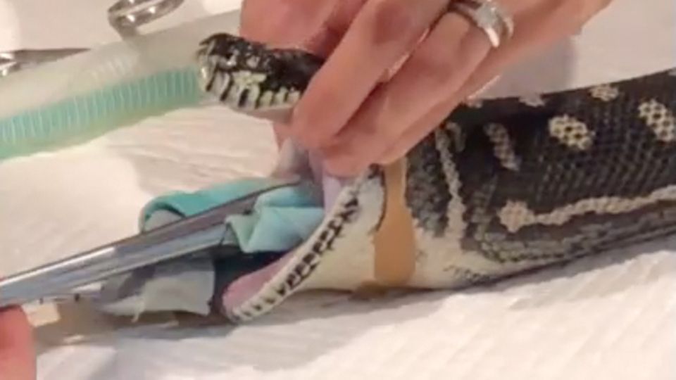 Lebensbedrohlicher "Snack": Tierärzte ziehen ein ganzes Handtuch aus Python Lebensbedrohlicher "Snack": Tierärzte ziehen ein ganzes Handtuch aus Python