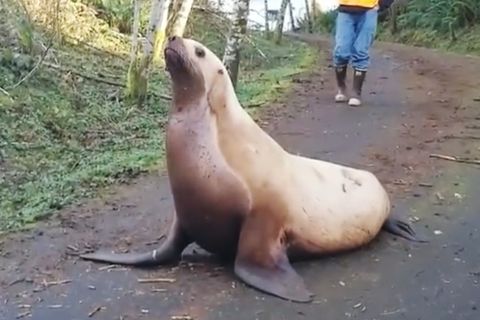 Ein Seelöwe verirrt sich im US-Bundesstaat Washington im Wald.