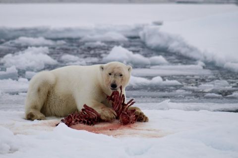 Normalerweise ernähren sich die Eisbären von Robben.