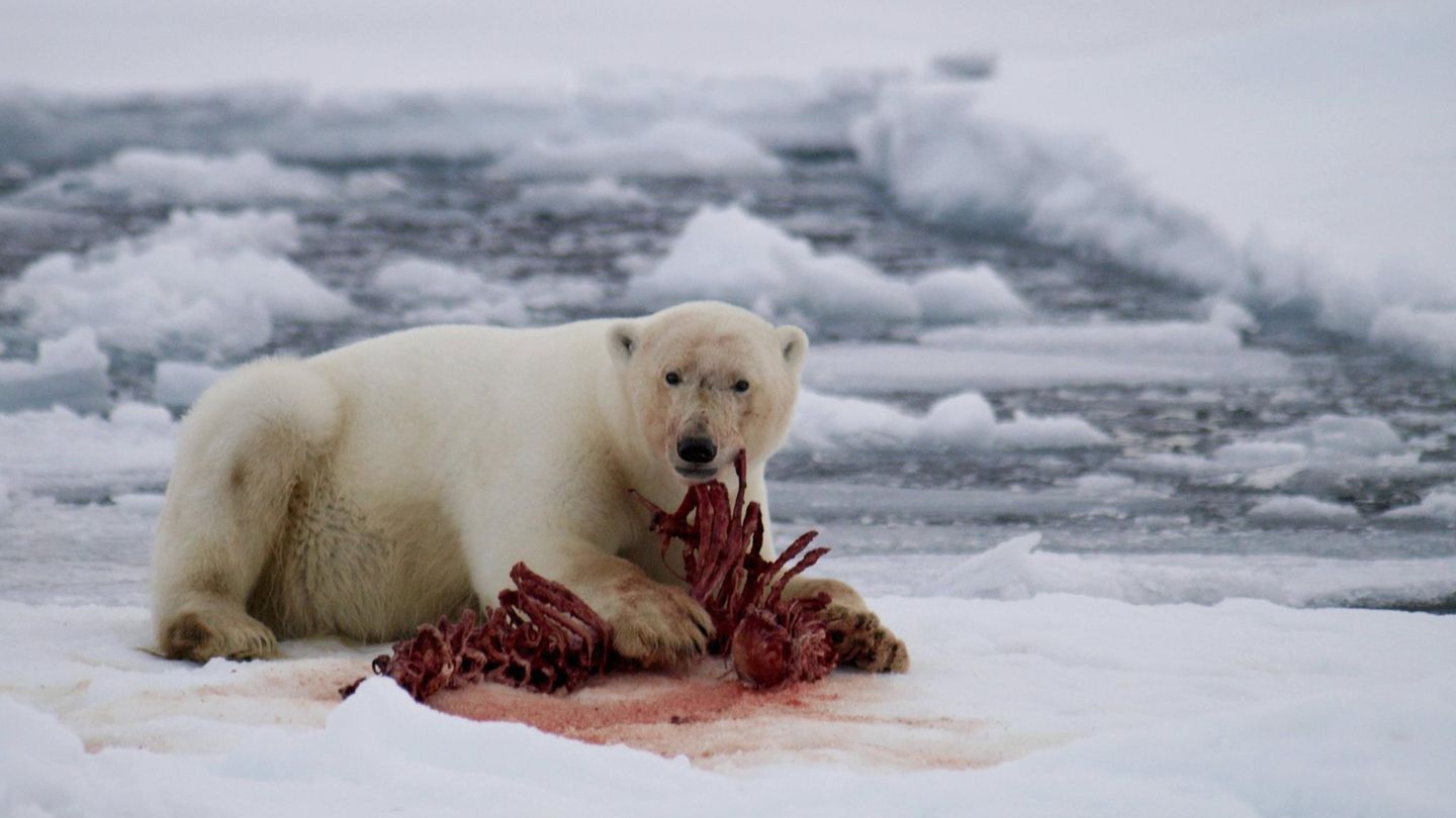 Normalerweise ernähren sich die Eisbären von Robben.