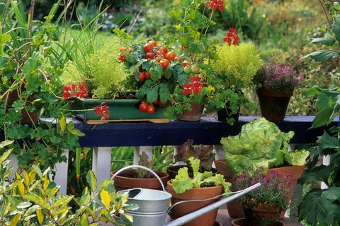 Ein Balkon voller Tomaten, Salat und Blumen
