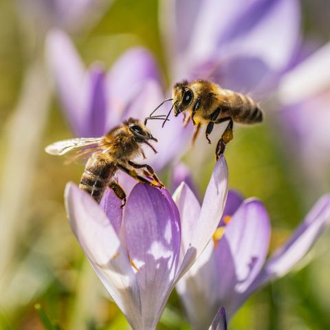  Zwei Bienen versuchen auf einer Wiese einen Platz in einer Krokusblüte zu finden. 