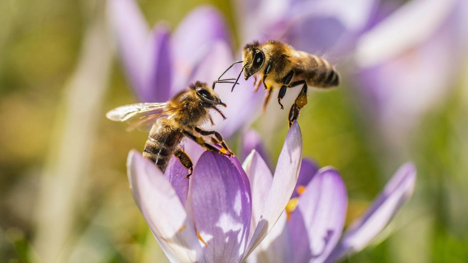  Zwei Bienen versuchen auf einer Wiese einen Platz in einer Krokusblüte zu finden. 