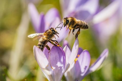  Zwei Bienen versuchen auf einer Wiese einen Platz in einer Krokusblüte zu finden. 