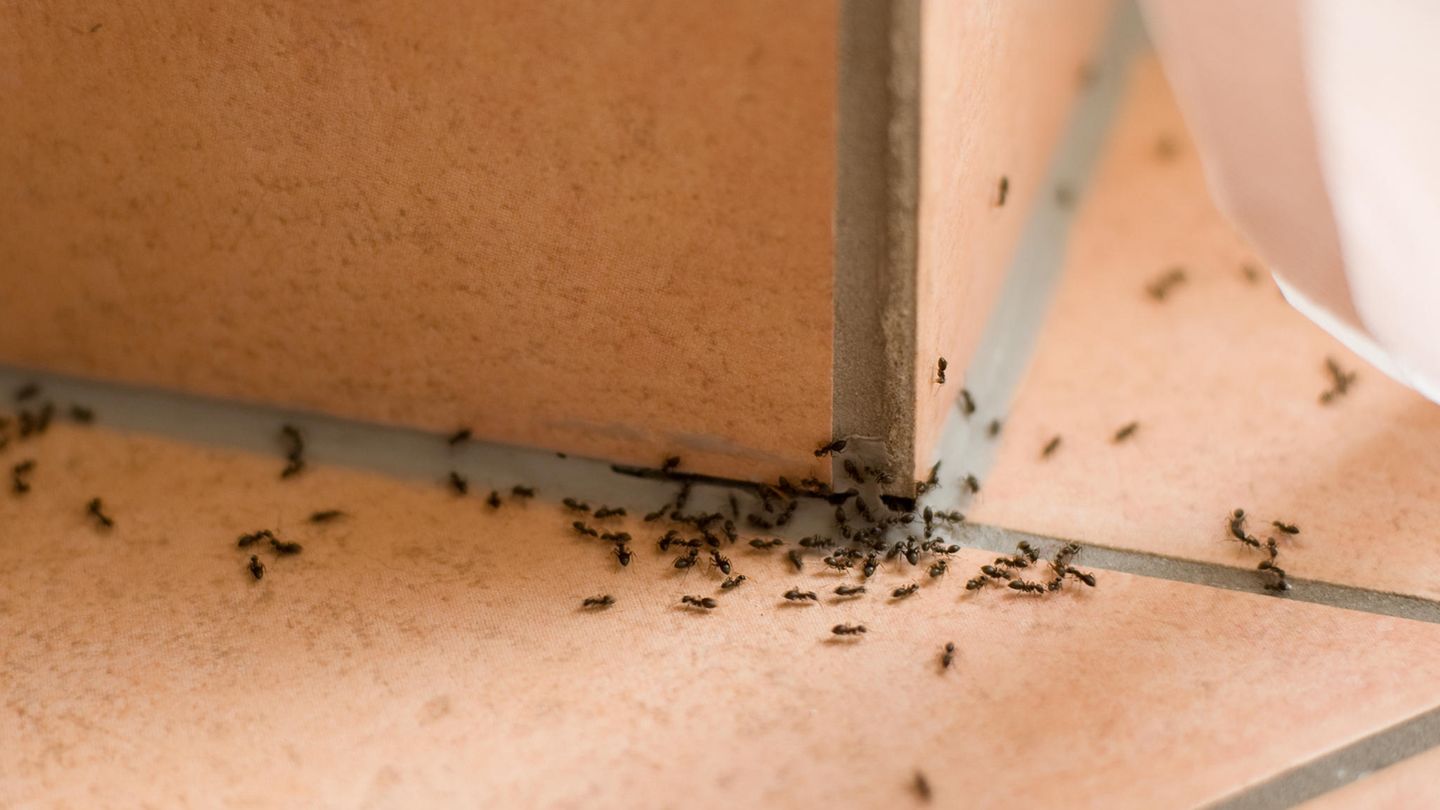 Was hilft gegen Ameisen? Diese Tipps können das Ungeziefer wirksam beseitigen