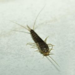 macro of a Silverfish on a white flagstone