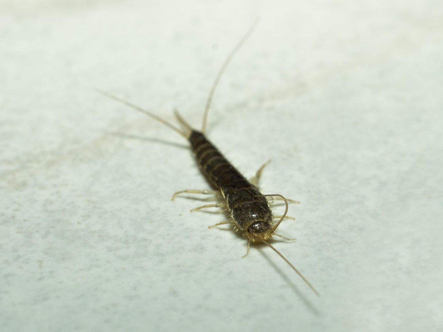 Silberfische bekmpfen: So werden Sie die Insekten los | STERN.de
