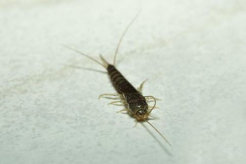 macro of a Silverfish on a white flagstone