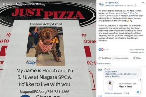 Hundefoto auf Pizzaschachtel