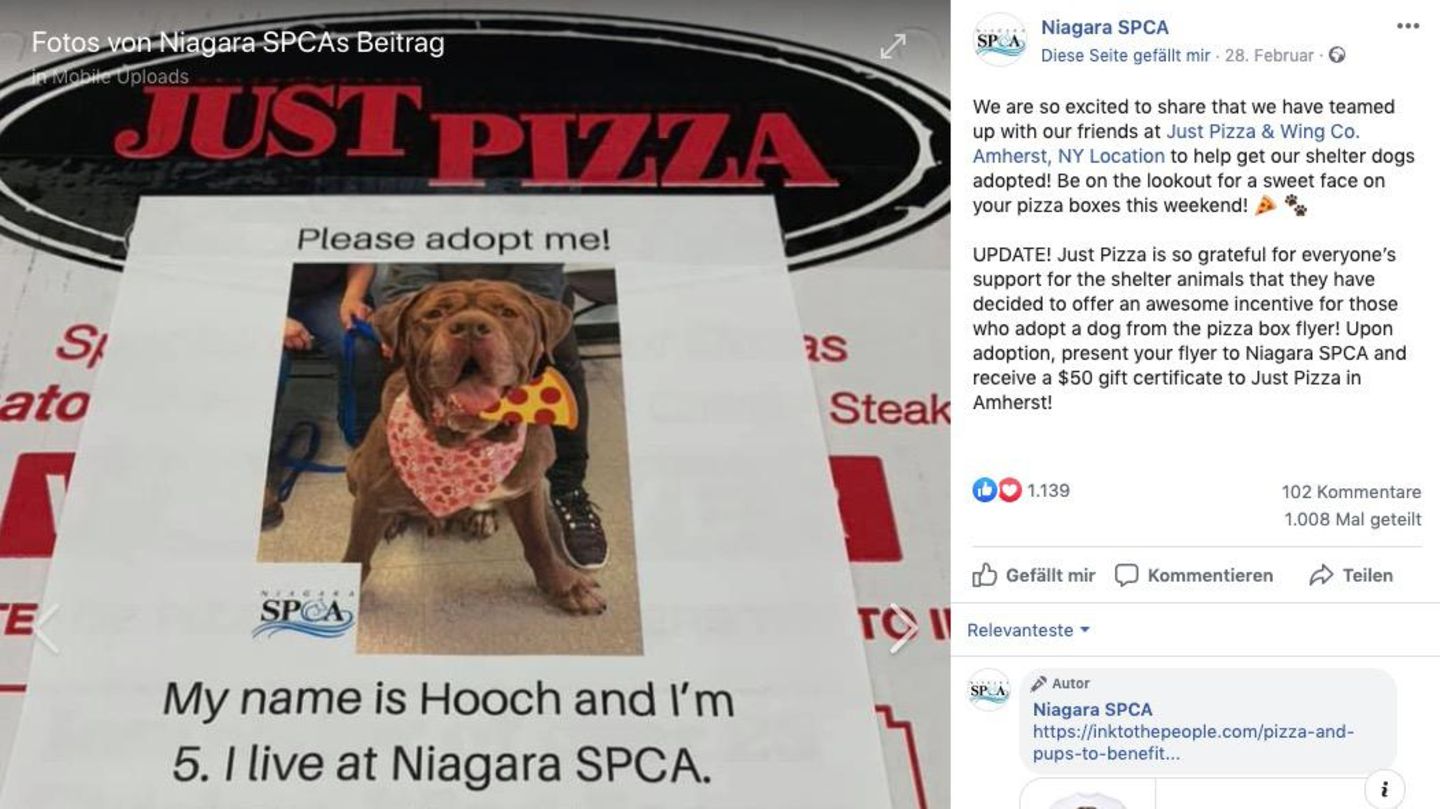 Hundefoto auf Pizzaschachtel