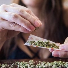 Cannabis
