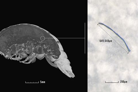 Eurythenes plasticus im Scan, wobei die Stelle, an der sich ein Stück Mikroplastik befindet, markiert ist