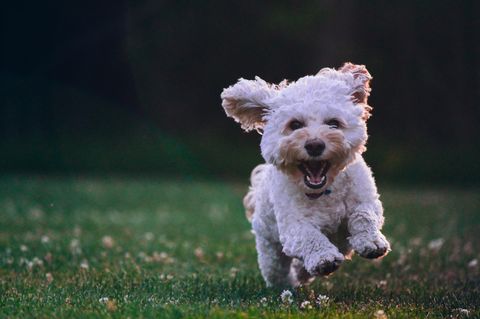 Ein kleiner Hund rennt über eine Wiese