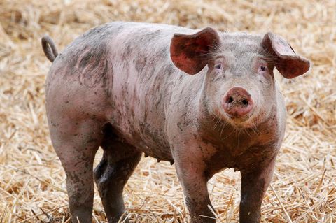 Ein Ruhrtaler Freilandschwein