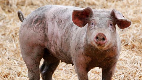 Ein Ruhrtaler Freilandschwein
