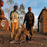 Getötete Wildtiere bringen auf dem Schwarzmarkt viel Geld