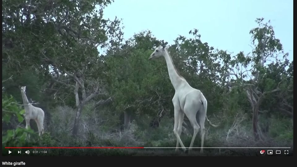 Kenia: Seltene weiße Giraffen getötet