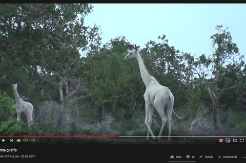 Kenia: Seltene weiße Giraffen getötet