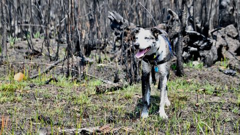 Ein Koalaspürhund steht vor den verkohlten Überresten eines Waldes