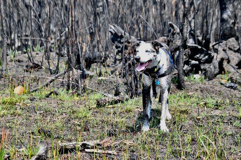 Ein Koalaspürhund steht vor den verkohlten Überresten eines Waldes