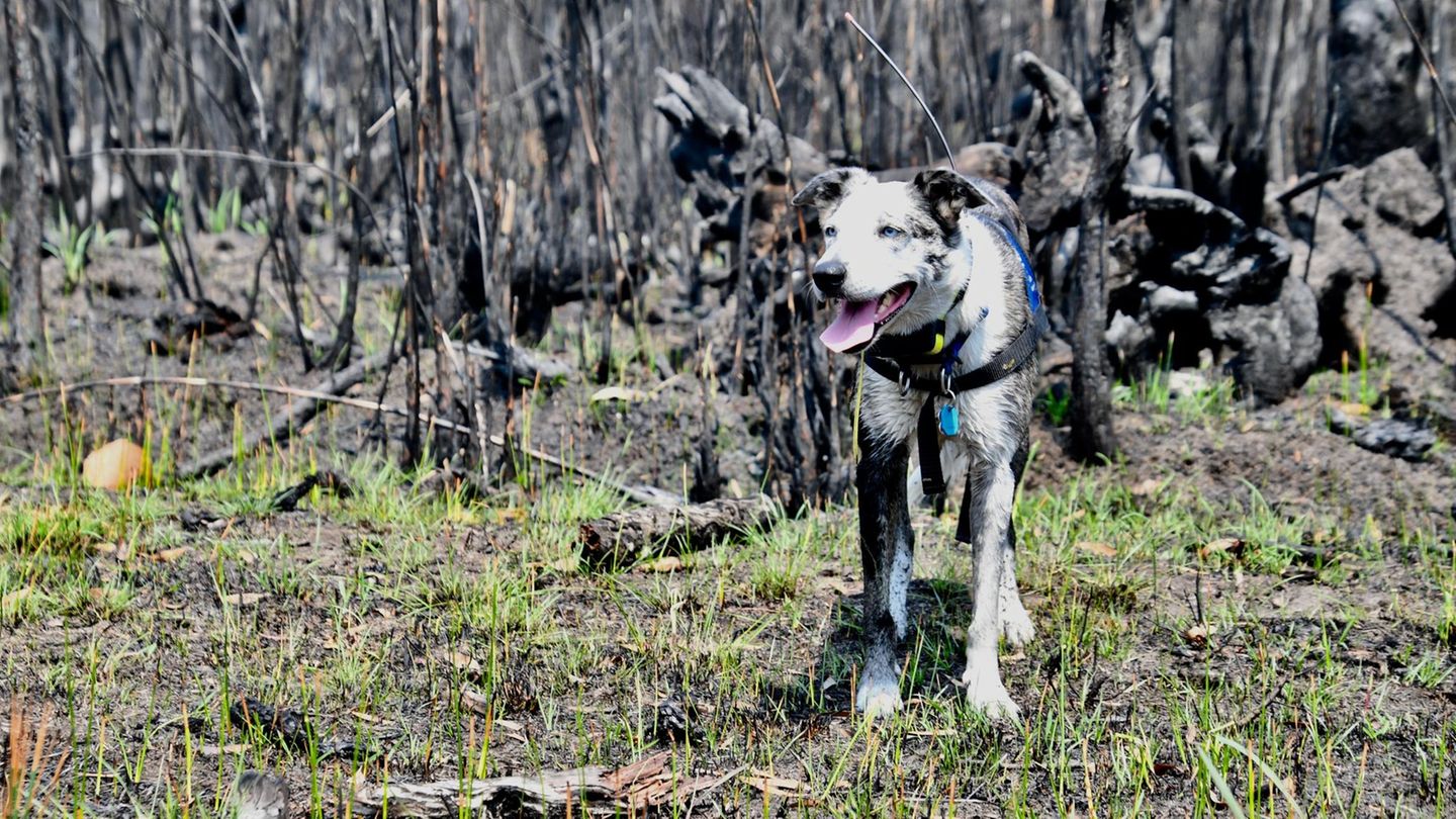 Ein Koalaspürhund steht vor den verkohlten Überresten eines Waldes