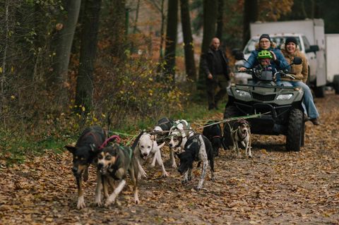 Sieben Hunde ziehen einen Quad