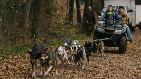 Sieben Hunde ziehen einen Quad