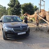 Das Kamel interessiert sich sehr für unser Auto