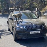 Beim Mount Abu enterten Affen das Auto